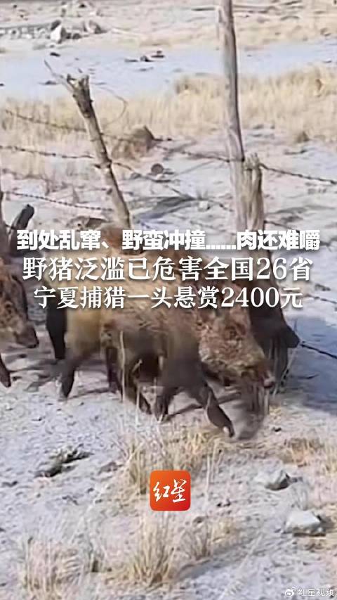 專家談野豬致害波及26省，挑戰(zhàn)與應(yīng)對策略，專家解析，野豬致害波及26省，挑戰(zhàn)及應(yīng)對策略探討