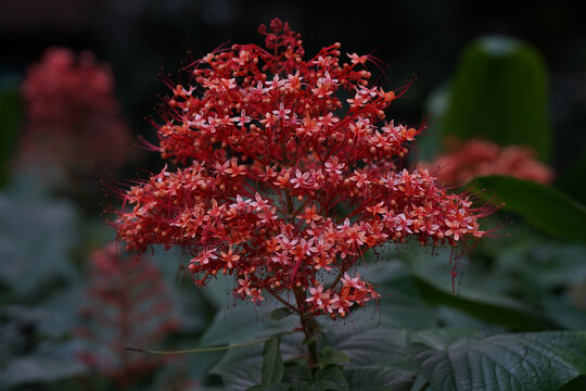 狀元紅資料深度解析，狀元紅資料深度剖析
