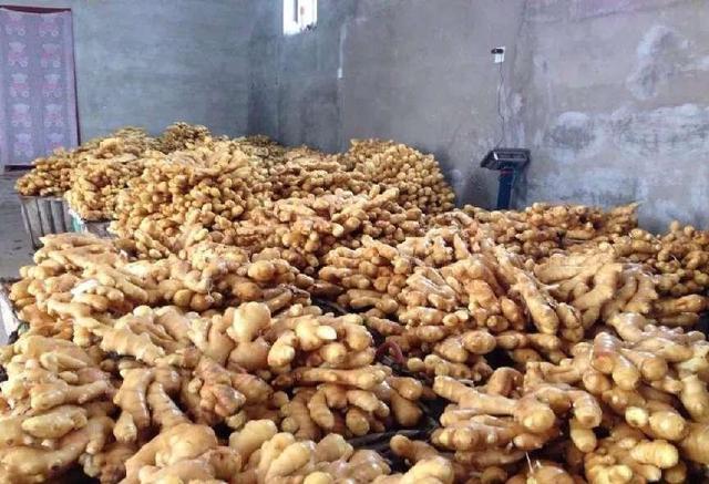 萊蕪生姜最新價格行情分析，萊蕪生姜最新價格行情解析