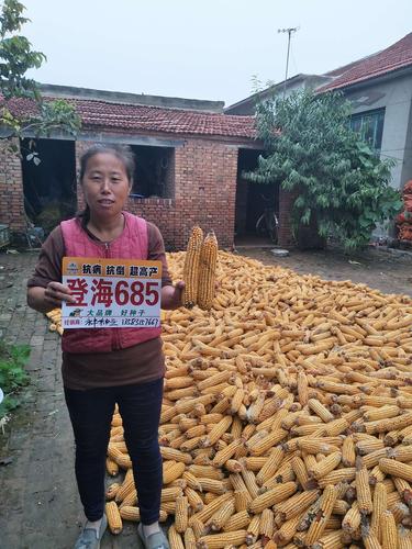 登海種業(yè)怎么樣，從多個維度探究其表現(xiàn)，多維度探究登海種業(yè)的綜合表現(xiàn)與實力評價