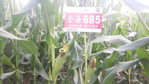 登海種業(yè)官網(wǎng)，探索種子的力量與農(nóng)業(yè)的未來(lái)，登海種業(yè)官網(wǎng)，探索種子力量，展望農(nóng)業(yè)未來(lái)