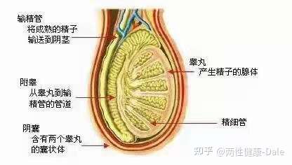 關(guān)于睪丸酮能否促進二次發(fā)育的問題探討，關(guān)于睪丸酮對二次發(fā)育影響的探討（敏感話題，請謹慎處理）